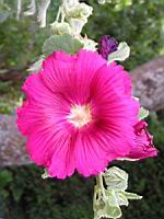 Rose tremiere (2) (Photo F. Mrugala)